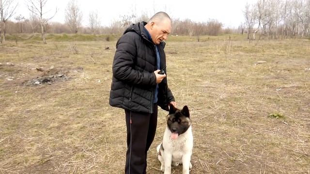 Американская Акита убегает! Электроошейник.№3 смотреть онлайн