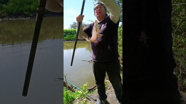 Замечательная ловля подязка на поплавочнкю удочку смотреть онлайн