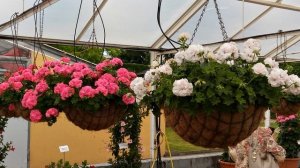 Промышленные сорта пеларгоний. Часть 1