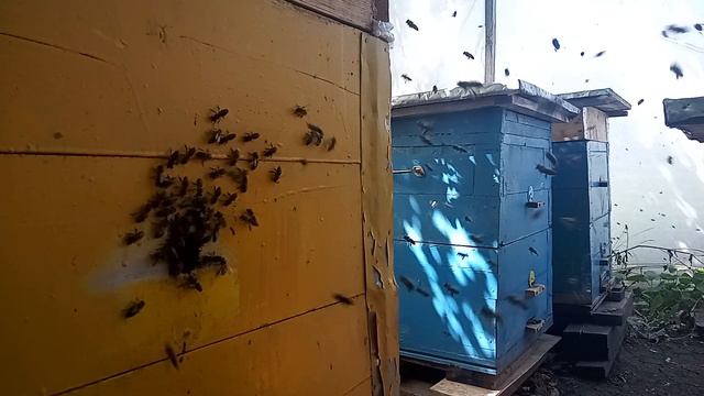 Облет пчел. Волновое воздействие полета пчел на человека смотреть онлайн