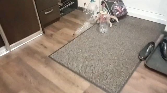 Барсик бегун и попрыгун смотреть онлайн