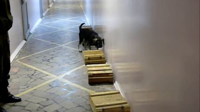 Ризеншнауцер Равен Прайд Оззи Возраст 3 месяца 1 неделя смотреть онлайн