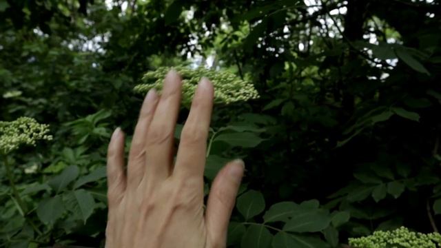 Цветет бузина черная, как не спутать с ядовитой бузиной красной. смотреть онлайн