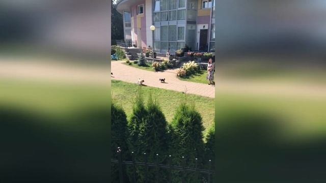 День рождения Антона. Beaver is the smartest dog [бивер-йоркширский терьер] смотреть онлайн