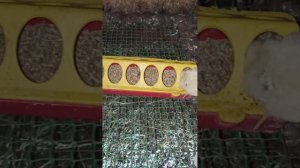 Ветом 1 для цыплят//Витамин