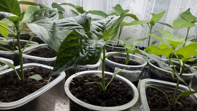 6 ВАЖНЫХ ПРАВИЛ ПО УХОДУ ЗА РАССАДОЙ ПЕРЦА от А до Я! смотреть онлайн