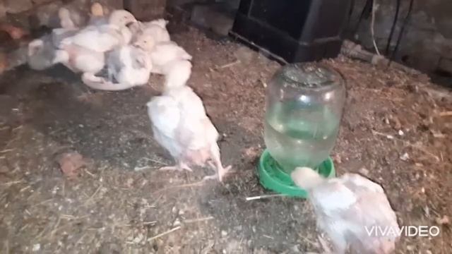 Потери в хозяйстве ... Гусят больше нет Пропаиваю молочной кислотой бройлеров?? смотреть онлайн