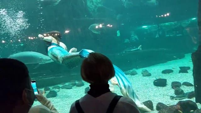 Русалка в москвариуме смотреть онлайн