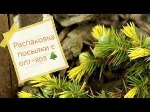 Распаковка посылки с хвойными растениями из ин-т магазина Опт-хоз! Можжевельники