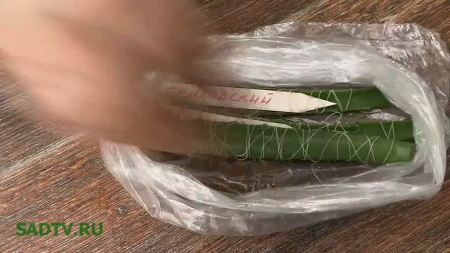 КАК ПОДГОТОВИТЬ СЕМЕНА К ПОСАДКЕ В ЛИСТЬЯХ АЛОЭ смотреть онлайн