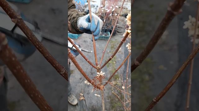 Как обрезать гортензию? Полезные советы смотреть онлайн