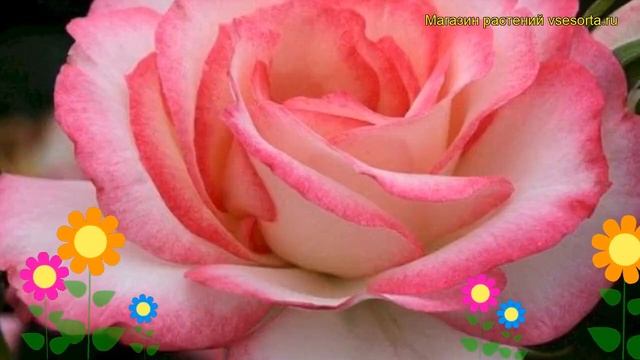 Роза чайно-гибридная Николь. Краткий обзор, описание характеристик, где купить саженцы Nicole смотреть онлайн