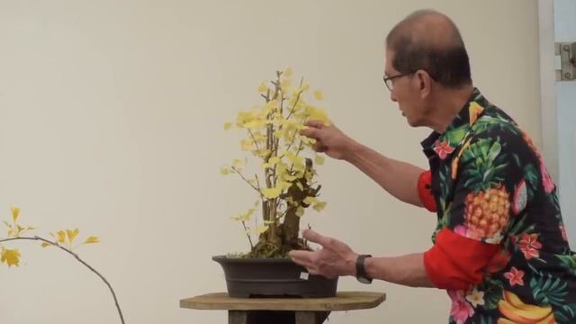 Ginkgo Bonsai