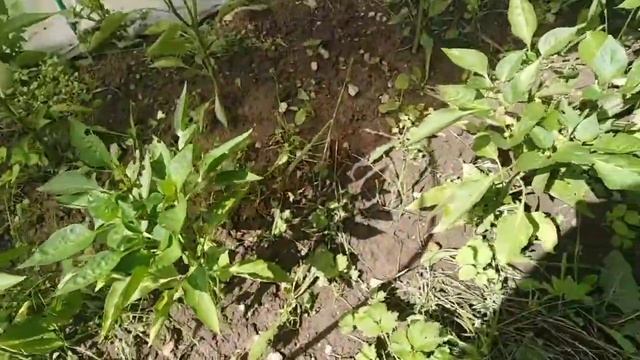 Приспособление для сбора вишни без лестницы. смотреть онлайн