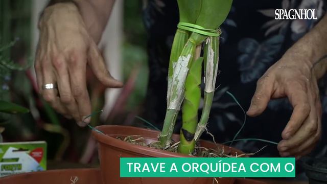 COMO REPLANTAR ORQUÍDEAS EM VASO смотреть онлайн