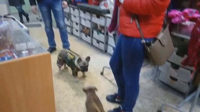 Осенний комбинезон для французского бульдога смотреть онлайн