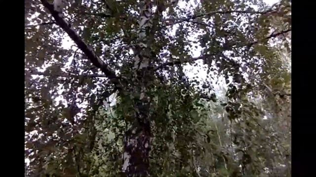Как отличить БЕРЕЗУ САМКУ от САМЦА ??? Я нашел ответ. У настоящей самки ... смотреть онлайн