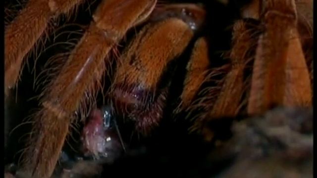 Паук-Голиаф.wmv смотреть онлайн