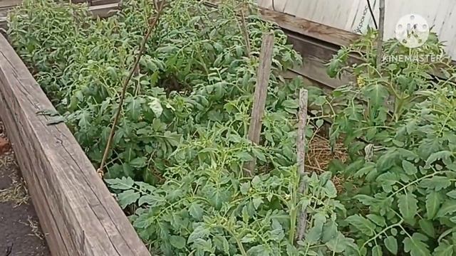 ? Огородный Vlog. Подвязываем томаты и огурцы. Желтеет лук Эксибишен. смотреть онлайн