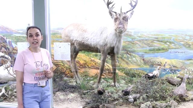 Тундра: северный олень и птицы смотреть онлайн