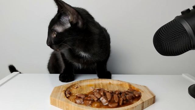 Cat eating Egg Yolk & Wet food ASMR смотреть онлайн
