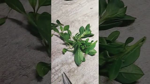 Мое утро 6 июня. Черенекую тайдалы парпл и сильвер#черенкование #цветы #дача #огород #flower #plant смотреть онлайн