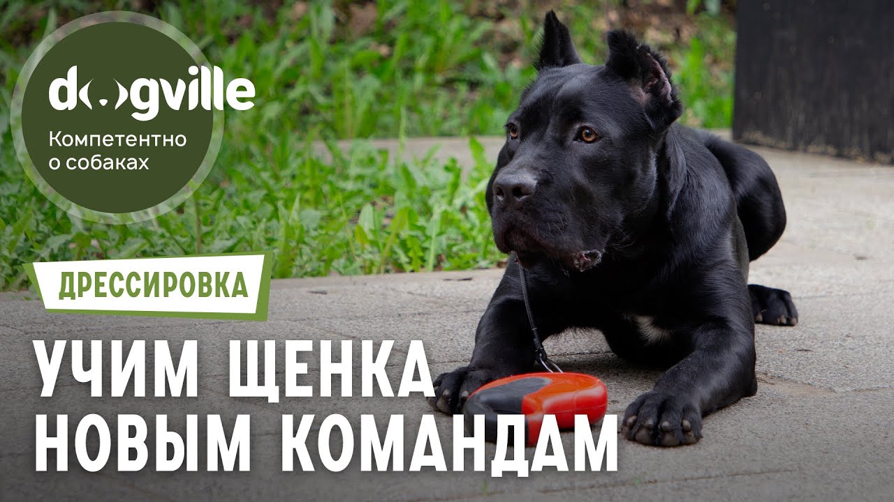 Изучение команд «Место» и «Рядом» – Дрессировка щенка кане-корсо смотреть онлайн