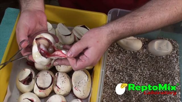 2018. Pmb. Выход тигровых питонов из яиц.... Вскрываем яйца. Такая террариумистика смотреть онлайн