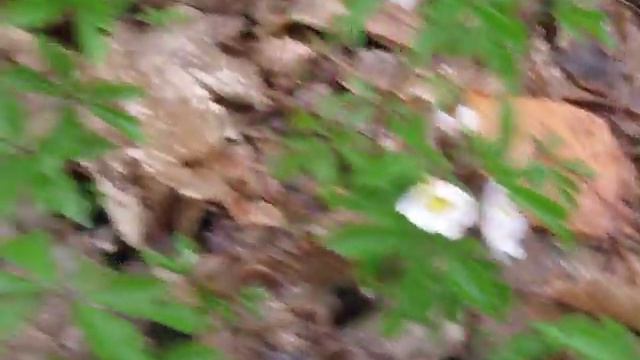 24.03.2019 Анемони лісові (Anemone sylvestris L.) - Рослина в Червоній Книзі смотреть онлайн