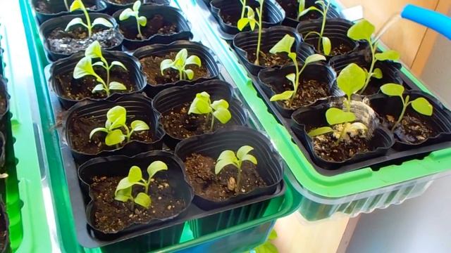 Мошки в РАССАДЕ. Нашатырь в ПОМОЩЬ! смотреть онлайн