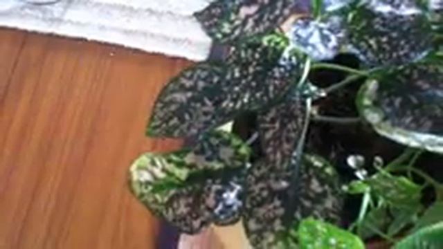 Polka Dot/Hypoestes/Care and Propagation Tips смотреть онлайн