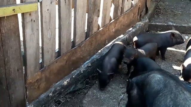 разведение вьетнамских поросят, кормление содержание ( Подворье ТV) смотреть онлайн