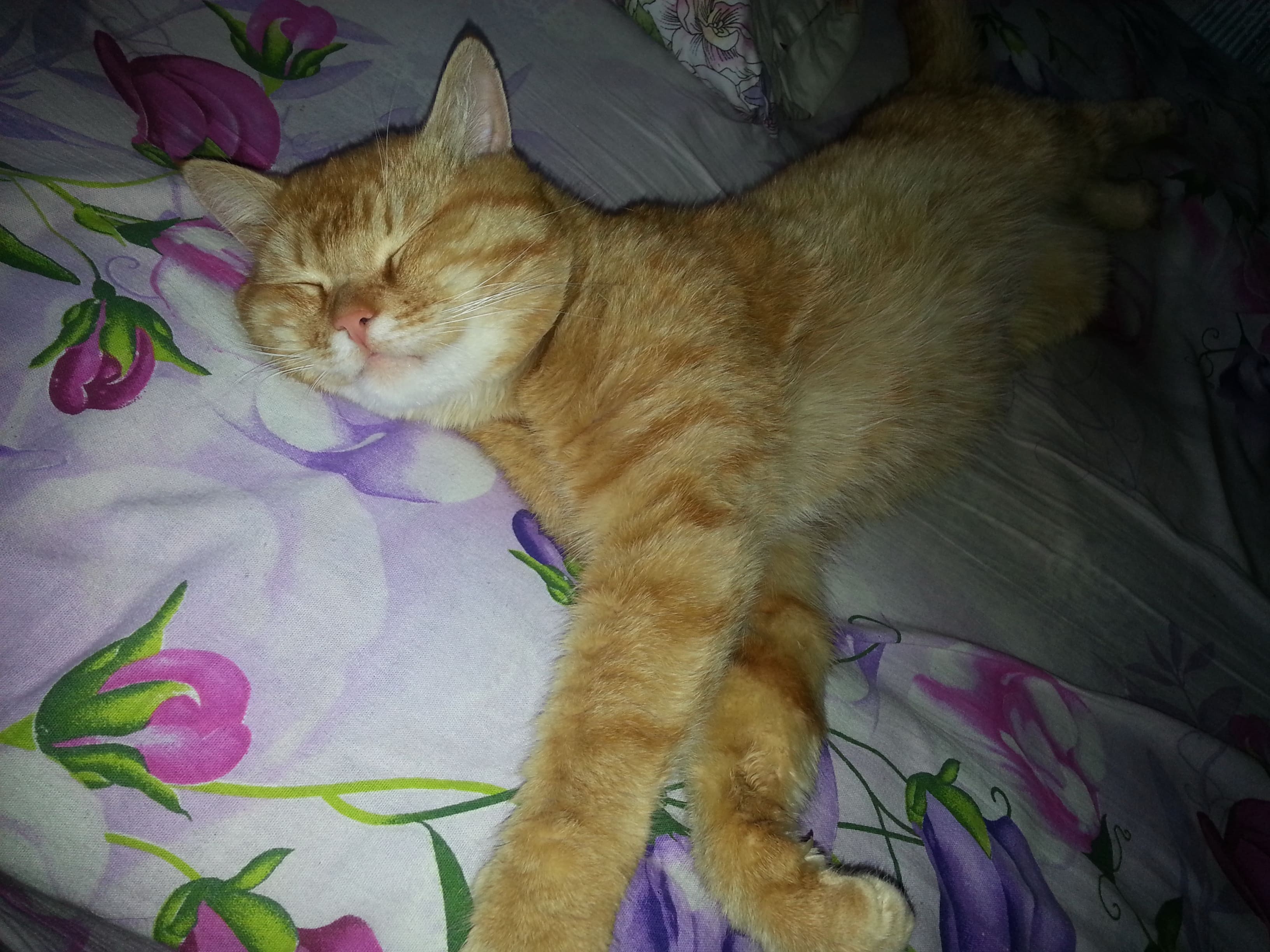 Новые приключения рыжего кота смотреть онлайн