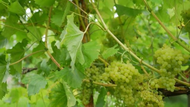 Сорт винограда Кишмиш 342. ? Описание сорта винограда Кишмиш 342. смотреть онлайн