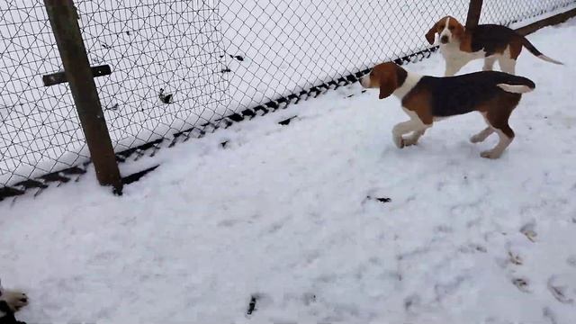 ЩЕНКИ РУССКО-ПЕГОЙ ГОНЧЕЙ ТАРЛЕЦКОГО В.И. смотреть онлайн