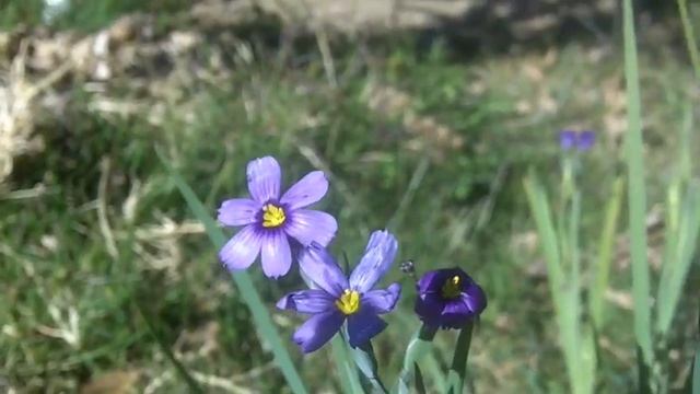 Native Plant Gardening in LA- Blue-eyed Grass (Sisyrinchium bellum) by Christina Zdenek смотреть онлайн