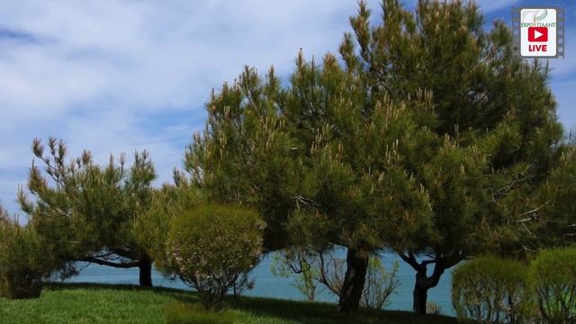 Сосна чёрная - Pinus nigra смотреть онлайн