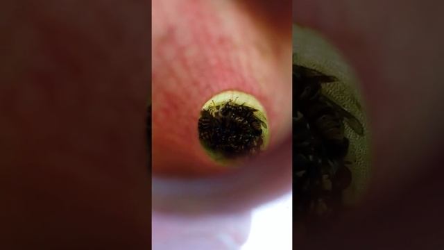 Nepenthes ventrata. смотреть онлайн