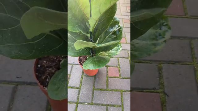 Фикус лировидный смотреть онлайн