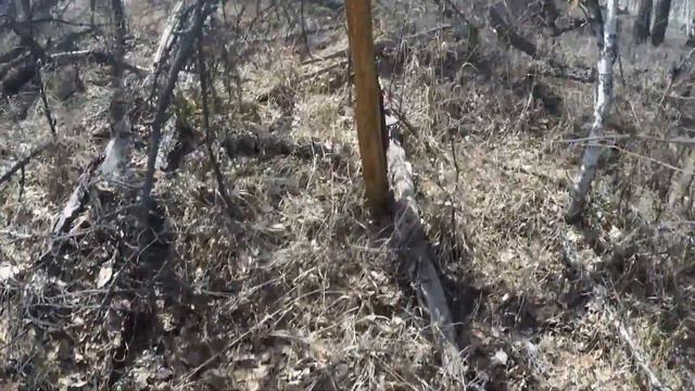 МОЩЬ ПРИРОДЫ_ РАСКОЛОТО ДЕРЕВО НА МНОГО КРУПНЫХ ЩЕПОК смотреть онлайн