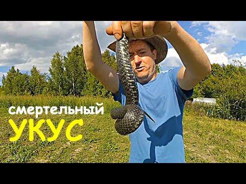 КАК ОТЛИЧИТЬ УЖА ОТ ГАДЮКИ // СКОЛЬКО ТЯНЕТ МОТОБЛОК БЕЛАРУС смотреть онлайн