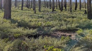 Что такое СУКЦЕССИЯ I ЕГЭ Биология