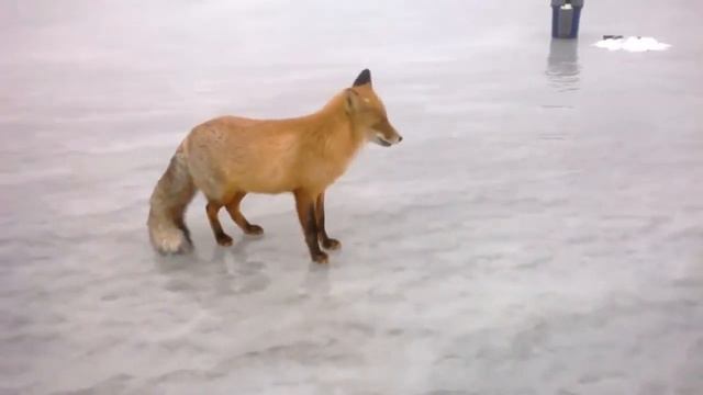 Дикая голодная лиса :) смотреть онлайн