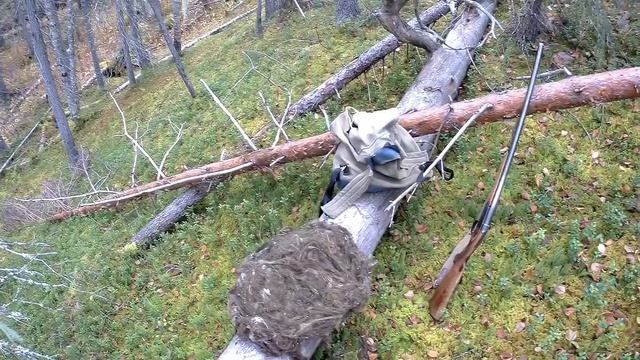 Гайно белки...