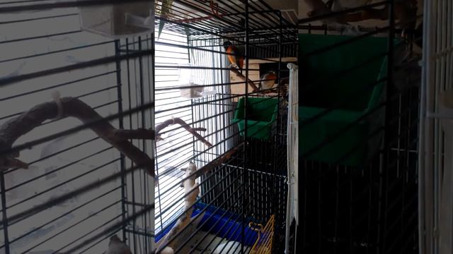 огненные чижи.mp4 смотреть онлайн