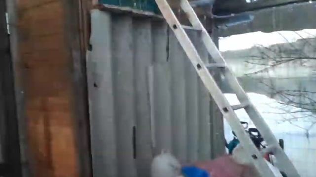 Зависимость яйцекладки от перепадов погоды. смотреть онлайн