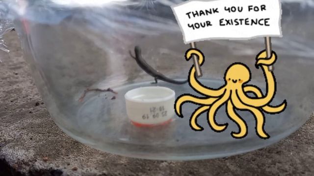 Что делать с ящерицей, которая заползла к вам в дом? Это опасно? смотреть онлайн