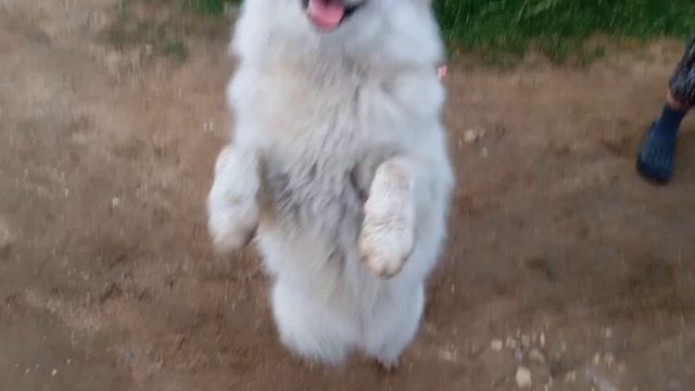 собака танцует на задних лапах