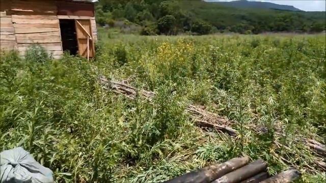 Старый гектар, забираю бревна, подготавливаю сарай на шиты смотреть онлайн