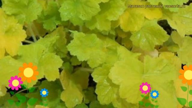 Гейхера гибридная Цитронелла. Краткий обзор, описание характеристик heuchera Citronella смотреть онлайн